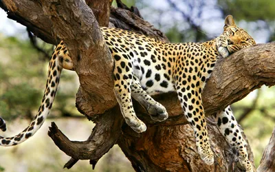 Обои солнце, природа, хищник, леопард, лежит, на дереве картинки на рабочий  стол, раздел кошки - скачать