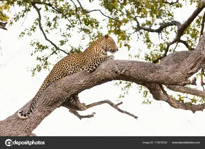 Гепард на дереве - 50 фото