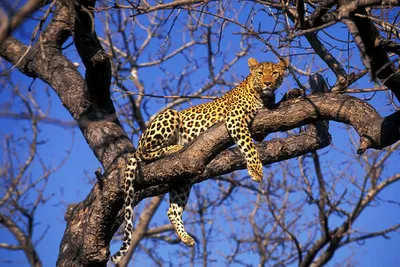 Женский леопарда в дереве стоковое фото. изображение насчитывающей ðºñ€ð°ñ  ð¸ð²ðµð¹ñˆðµðµ - 171357104