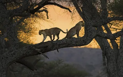 Ученые объяснили, почему леопарды предпочитают есть на дереве | Пикабу