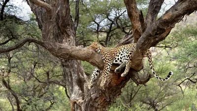 Фото хищник леопард на дереве животное - бесплатные картинки на Fonwall