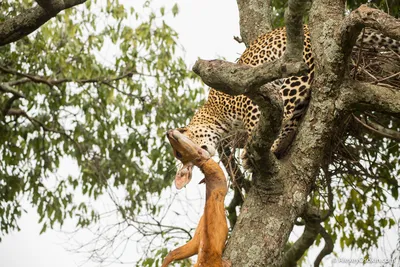 Леопард прикольно лежит на дереве — Авы и картинки