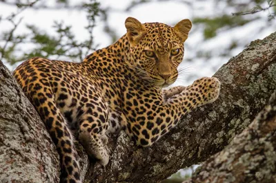 Фото Леопард на дереве, by FlashW