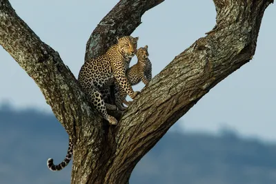 Большой пятнистый леопард лежит на дереве - обои для рабочего стола,  картинки, фото