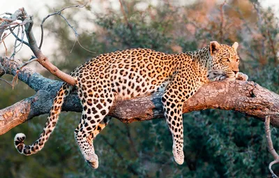 Леопарда на дереве фото