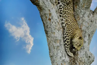 Взгляд отдыхающего леопарда на дереве | Обои для телефона