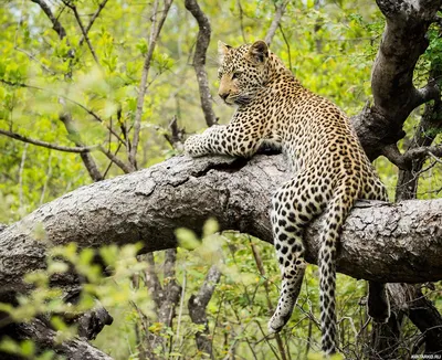 Шикарный леопард на дереве в дикой природе - обои на рабочий стол