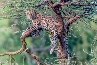 Дальневосточный леопард Leo 80M на дереве/Amur leopard on the tree - YouTube