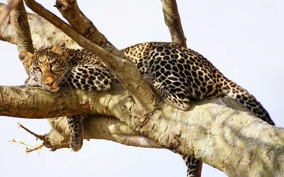 Леопард, Пантера пардус, лежащий на дереве — заповедник, Поездки - Stock  Photo | #490891556