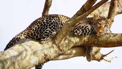 Леопард (Panthera pardus)