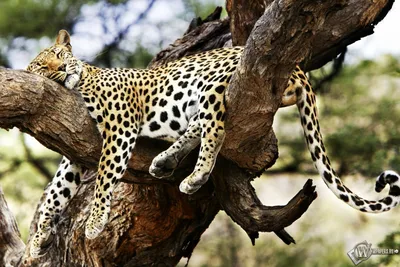 Леопарда на дереве фото