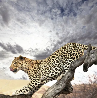 Ученые объяснили, почему леопарды предпочитают есть на дереве | Пикабу