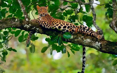Роберт Бейтман - Леопард на колбасном дереве: Описание произведения | Артхив