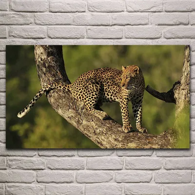 Картинка леопард Ствол дерева Животные