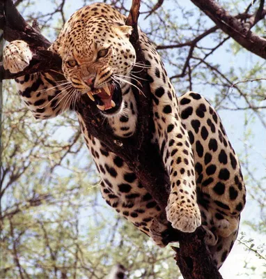 Пазл Леопард на дереве - играть - собирать онлайн бесплатно без регистрации  - игра