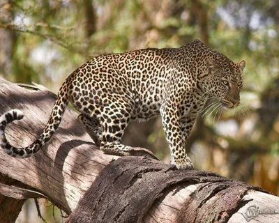Холст 50х50 см «Леопард на дереве» в Москве – купить по низкой цене в  интернет-магазине Леруа Мерлен
