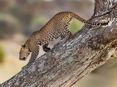 Картина переливающаяся Леопард на дереве: 150 грн. - Живопись Кропивницкий  на Olx