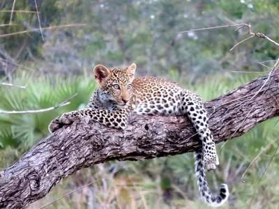 Фото Леопард на дереве