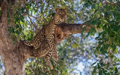 Обои арт, леопард, вода, дерево, водяные лилии, leopard, ветка, отражение,  дикая кошка, хищник, животное на рабочий стол