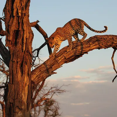 Скачать обои Леопард на дереве () для рабочего стола 1280х960 (4:3)  бесплатно, Фото Леопард на дереве на рабочий стол. | WPAPERS.RU  (Wallpapers).