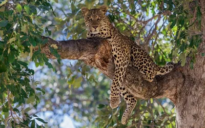 Леопард на дереве » Леопарды » Кошачья галерея » Magnus Felidae (Великие  Кошачьи) - красота и превосходство!