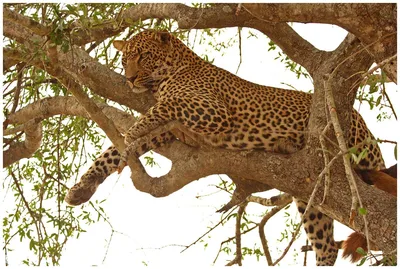 африканский леопард на дереве Стоковое Изображение - изображение  насчитывающей низко, запас: 226954759
