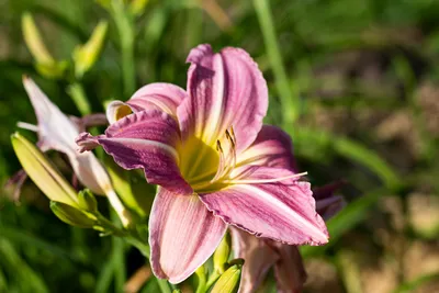 Цветение лилейников | Центральный ботанический сад