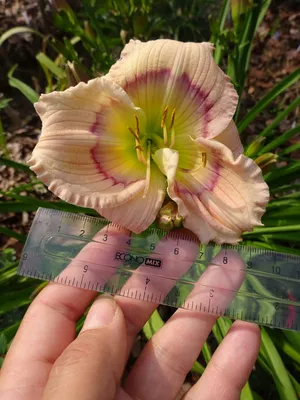 Предлагаем коллекцию лилейников раннего и среднего срока цветения! Новости  Интернет-магазин «Пролисок» - садовые растения почтой
