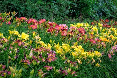Интересные и необычные сорта лилейников — Фото — Форум — Ботаничка