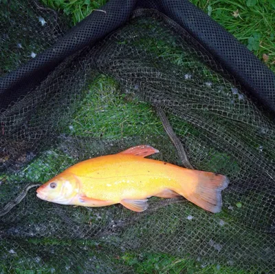 Линь золотой - уникальная рыба для водоема ▻ PRUDIKI.RU