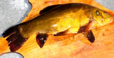 Линь - самая вкусная рыба на свете | Вкусно и Полезно (ViP)