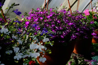 Лобелия кустовая Ривьера Роуз | Flora Altay