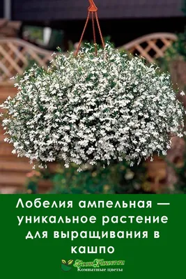 Лобелия ампельная — уникальное растение для выращивания в кашпо | Растения,  Садоводство на балконе, Садоводство