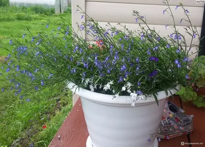 Лобелия ампельная Голубой каскад \"Агрос\" - «Ожидала, что будет поампельней)  Мой опыт выращивания этих симпатичных цветов.» | отзывы