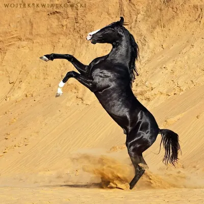 Лошадь на дыбах - 47 фото