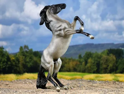 Лошадь на дыбах - 54 фото: смотреть онлайн