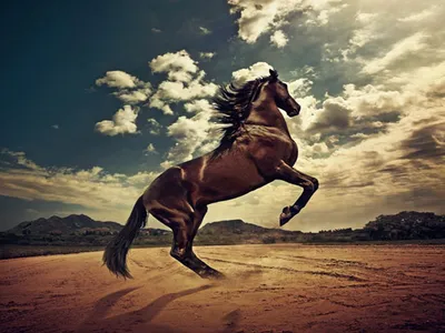 Конь на дыбах - 59 фото