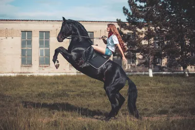 Конь, девушка на коне, лошадь, скачки, конная прогулка, фотосессия с  лошадью, ипподром, конь на дыбах, черный конь | Photo, Instagram photo,  Instagram
