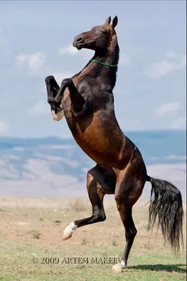 Худая лошадь | Смотреть 44 фото бесплатно