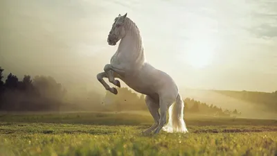 Самый красивый конь - 87 фото