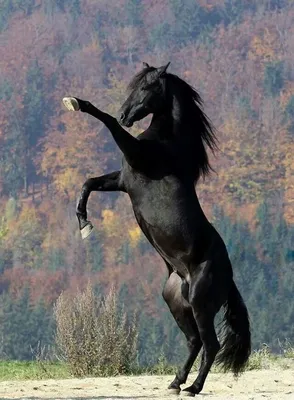 Лошадь на дыбах - 62 фото