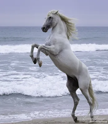 Конь на дыбах - 55 фото: смотреть онлайн