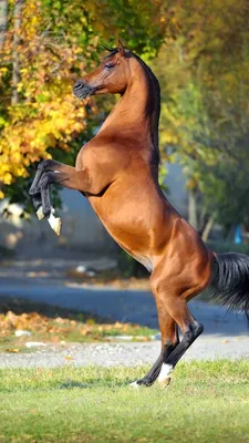 Лошадь на дыбах с всадником - 29 фото: смотреть онлайн