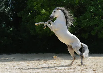 Испуганная лошадь | Смотреть 49 фото бесплатно
