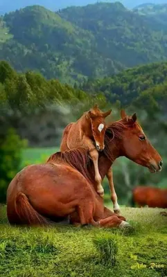 Лошадь прямо | Farm animals, Horses, Beautiful wallpapers backgrounds