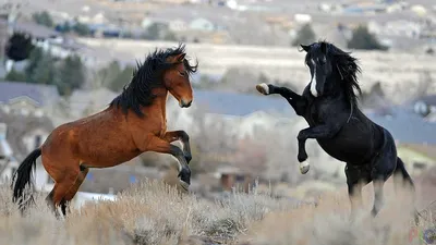 Две дикие лошади на дыбах