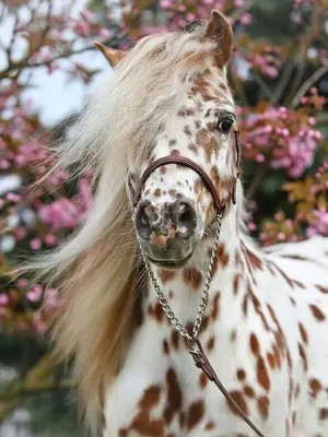 Очень красивые лошади - 52 фото