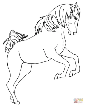 Раскраска Арабская лошадь на дыбах | Раскраски для детей печать онлайн