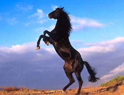 Лошадь на дыбах (71 лучших фото)
