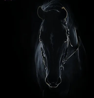 Лошадь на темном фоне - 57 фото